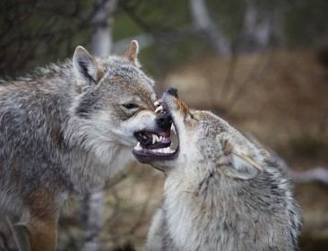 Juego de tronos en la piedra amarilla